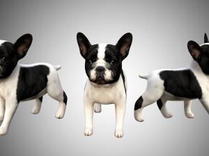 3d realistic rigged low poly high detailed low poly french bulldog puppy 3D मॉडल