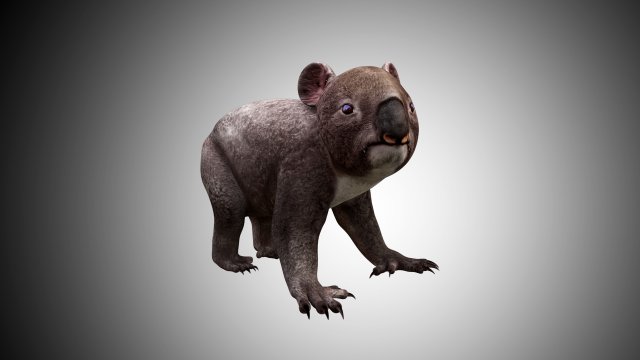 koala 3D Model .c4d .max .obj .3ds .fbx .stl .blend 