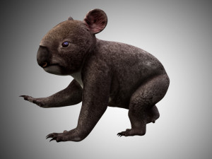 koala 3D Model