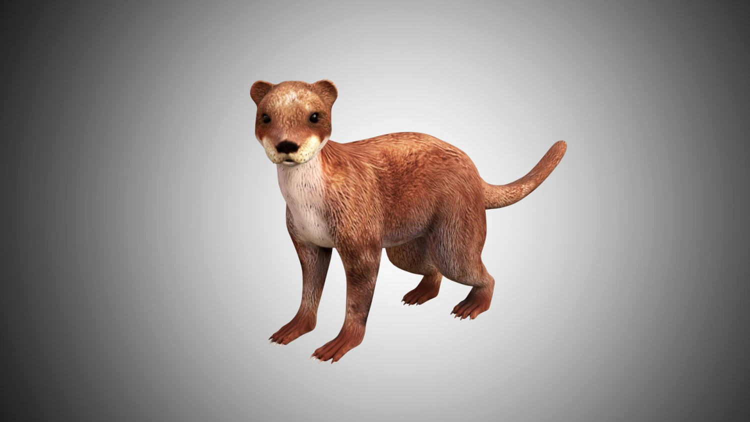 otter low poly rigged 3D Model .c4d .max .obj .3ds .fbx .stl .blend 