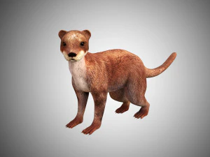 水獭低聚装配 3D 模型