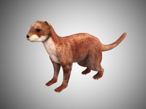 otter low poly rigged 3D मॉडल