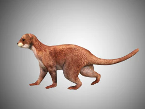 otter low poly rigged 3D Model