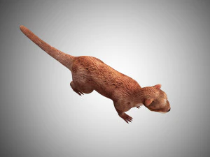 otter low poly rigged 3D Model