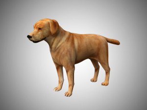 labrador dog low poly rigged 3D 模型