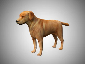 ラブラドール犬の低ポリリギング 3Dモデル