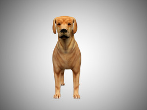 labrador dog low poly rigged 3Dモデル