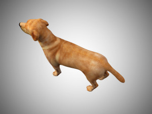 labrador dog low poly rigged 3Dモデル