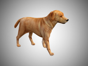 labrador dog low poly rigged 3Dモデル