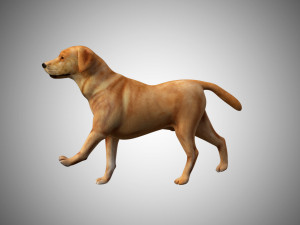 labrador dog low poly rigged 3Dモデル