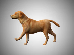 labrador dog low poly rigged 3D Model