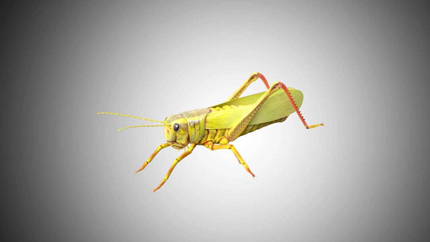 grasshopper low poly rigged 3D Model .c4d .max .obj .3ds .fbx .stl .blend 