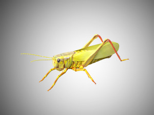 grasshopper low poly rigged 3D Model