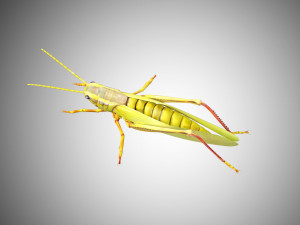 grasshopper low poly rigged Modèle 3D