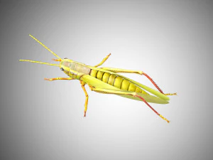 grasshopper low poly rigged 3D Model