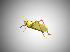 grasshopper low poly rigged Modèle 3D