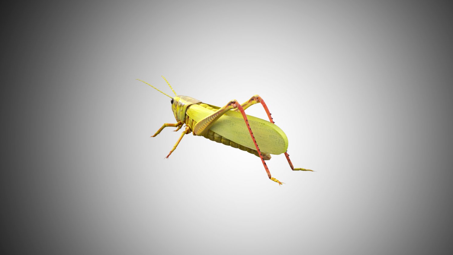 Patience grasshopper gif