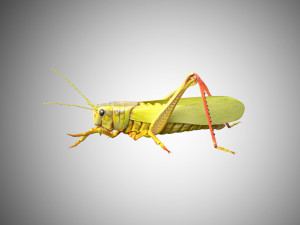 grasshopper low poly rigged Modèle 3D