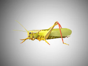 grasshopper low poly rigged 3D Model