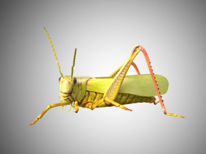 grasshopper low poly rigged Modèle 3D