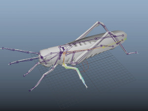 grasshopper low poly rigged Modèle 3D