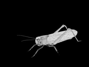 grasshopper low poly rigged Modèle 3D