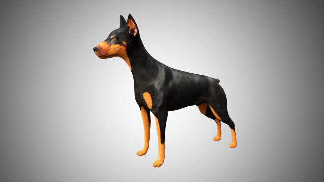 doberman low poly rigged Modello 3D .c4d .max .obj .3ds .fbx .stl .blend 