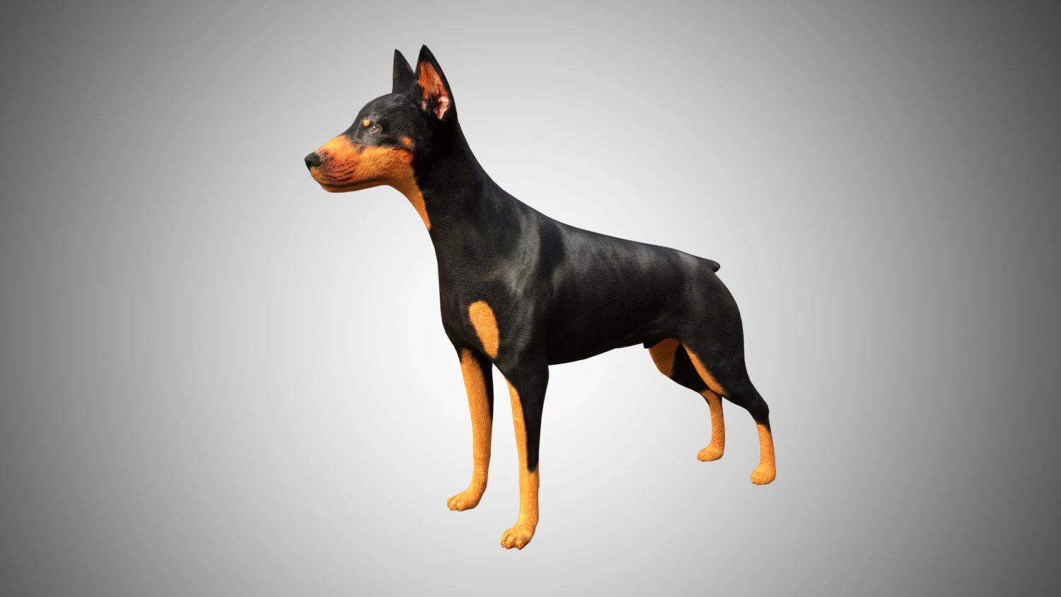 doberman low poly rigged 3D Model .c4d .max .obj .3ds .fbx .stl .blend 