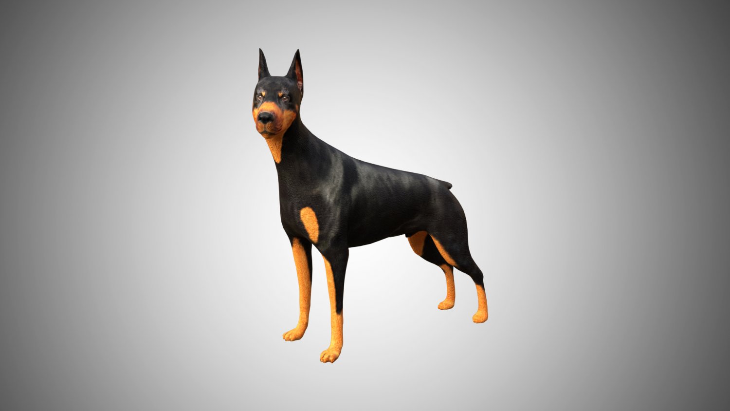 Doberman studio 3d на русском