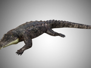 https://netrinoimages.s3.eu-west-2.amazonaws.com/2020/03/30/701967/309883/crocodile_alligator_low_poly_rigged_3d_model_c4d_max_obj_fbx_ma_lwo_3ds_3dm_stl_3226830_m.jpg