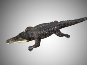 crocodile alligator low poly rigged Modelo 3D