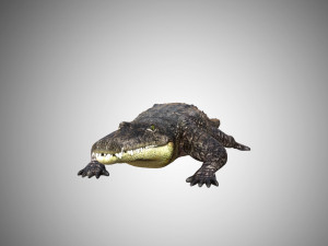 crocodile alligator low poly rigged Modelo 3D