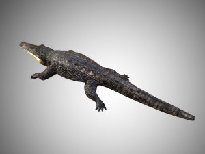 crocodile alligator low poly rigged Modelo 3D