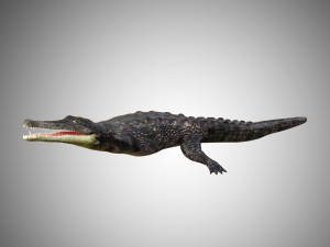crocodile alligator low poly rigged Modelo 3D