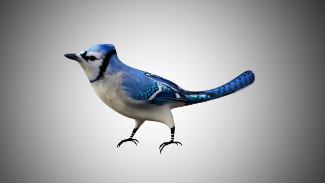 bluejay low poly rigged Modelo 3D .c4d .max .obj .3ds .fbx .stl .blend 