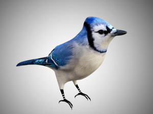 bluejay low poly rigged Modelo 3D