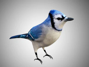 bluejay low poly rigged 3D Model