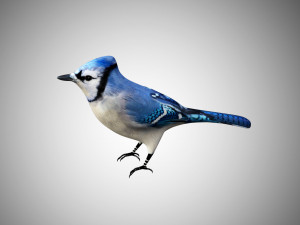 bluejay low poly rigged Modelo 3D