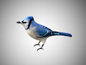 bluejay low poly rigged 3D Model