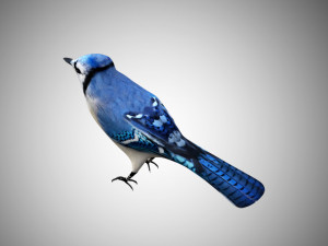 bluejay low poly rigged Modelo 3D