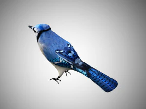 bluejay low poly rigged 3D Model