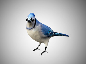 bluejay low poly rigged Modelo 3D