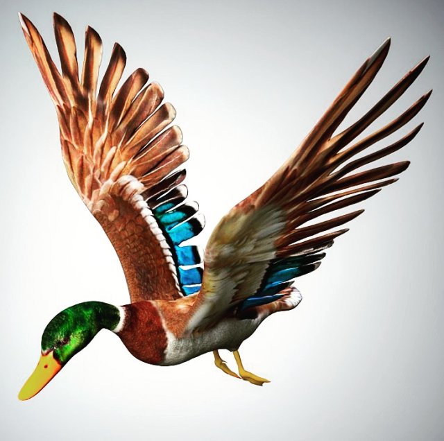 mallard low poly rigged Modelo 3D .c4d .max .obj .3ds .fbx .stl .blend 