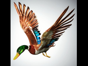 mallard low poly rigged 3D Model