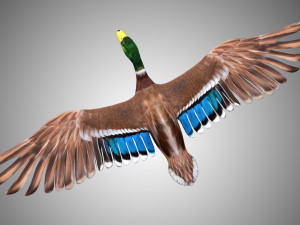 mallard low poly rigged Modelo 3D