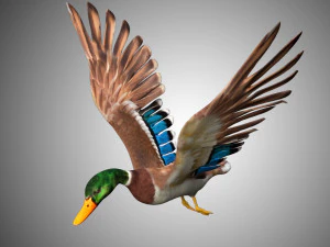 mallard low poly rigged 3D Model