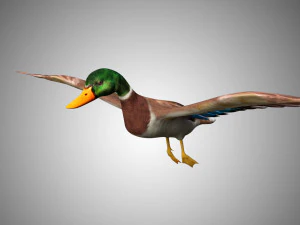 mallard low poly rigged 3D Model