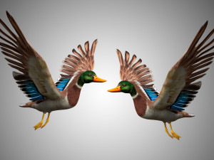 mallard low poly rigged Modelo 3D