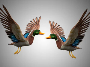 mallard low poly rigged 3D Model
