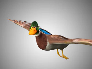 mallard low poly rigged 3D Model